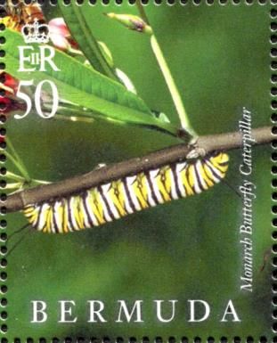 Monarch Butterfly (Danaus plexippus)