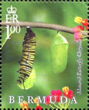 Monarch Butterfly (Danaus plexippus)