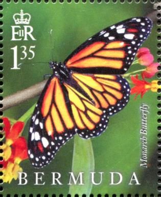 Monarch Butterfly (Danaus plexippus)