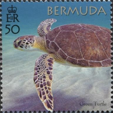 50th Anniversary of the Bermuda Turtle Project