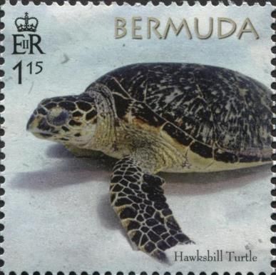 50th Anniversary of the Bermuda Turtle Project