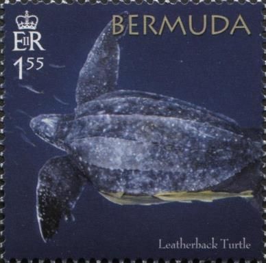 50th Anniversary of the Bermuda Turtle Project