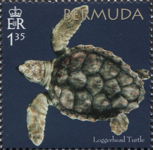 50th Anniversary of the Bermuda Turtle Project