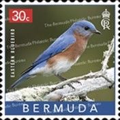Eastern Bluebird (Sialia sialis)