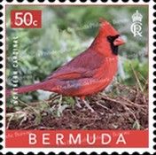 Northern Cardinal (Cardinalis cardinalis)