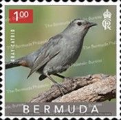 Gray Catbird (Dumetella carolinensis)