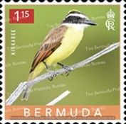 Great Kiskadee (Pitangus sulphuratus)