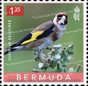 European Goldfinch (Carduelis carduelis)
