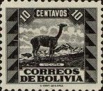 Vicuña (Vicugna vicugna)