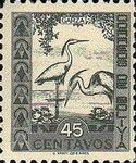 Cocoi Heron (Ardea cocoi)