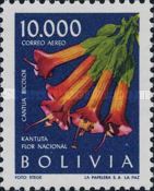 Kantuta (Cantua bicolor)