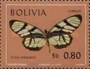 Milkweed Butterfly (Ituna phenarete)