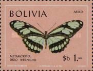 Dido Longwing (Metamorpha dido)