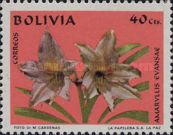Amaryllis evansae