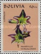 Amaryllis yungacensis
