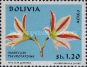 Amaryllis pseudopardina