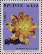Rebutia kruegeri
