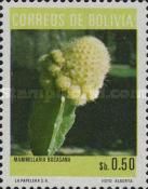 Mammillaria bocasana