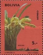 Maxillaria triloris