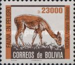 Vicuña (Vicugna vicugna)