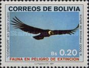 Andean Condor (Vultur gryphus)