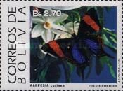 Corinna Daggerwing (Marpesia corinna)