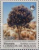 Buddleja coriacea