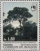 Brazil nut tree (Bertholletia excelsa)