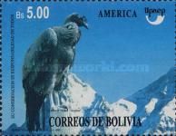 Andean Condor (Vultur gryphus)