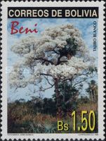 White Tajibo Tree (Tajibo blanco)