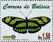 Dido Longwing (Philaethria dido)