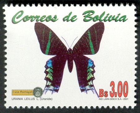 Green-banded Urania (Urania leilus)