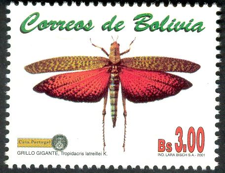 Giant Grasshopper (Tropidacris latreillei)