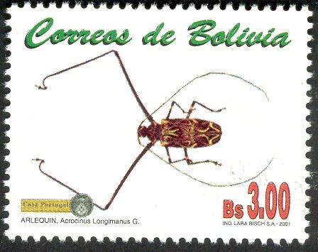 Harlequin Beetle (Acrocinus longimanus)
