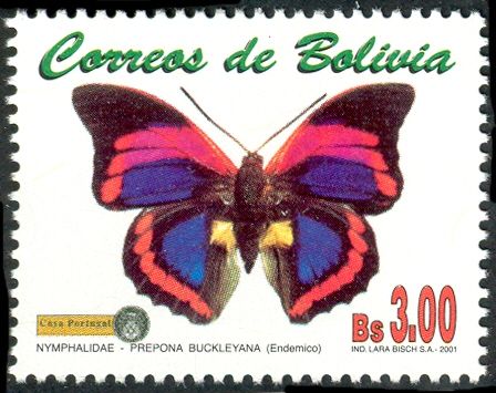 Butterfly (Prepona buckleyana)