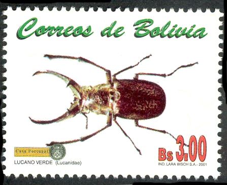 Stag Beetle (Lucanus sp.)