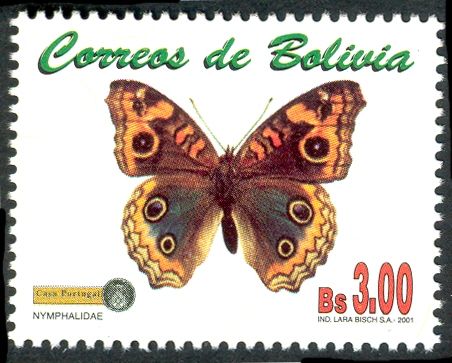 Tortoiseshell (Nymphalis sp.) 