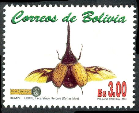 Rhinoceros Beetle (Dynastes sp.)