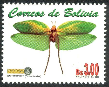 Grashopper (Orthopteris sp.)