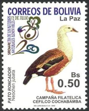 Orinoco Goose (Neochen jubatus)