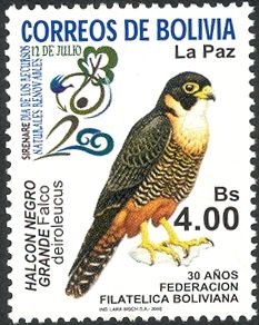 Orange-breasted Falcon (Falco deiroleucus)