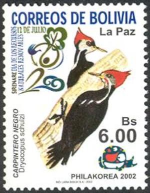 Black-bodied Woodpecker (Dryocopus schulzi)