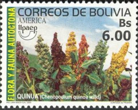 Quinua (Chenopodium quinoa)