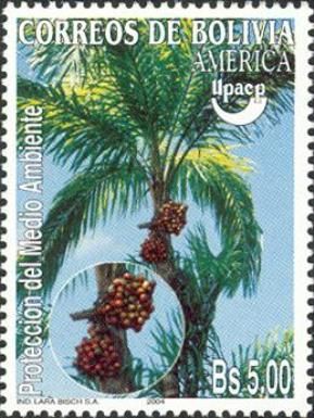 Motacú Palm Tree
