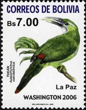 Blue-banded Toucanet (Aulacorhynchus coeruleicinctis)