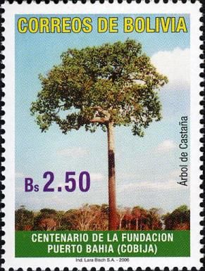 Brazilian Nut Tree (Bertholletia excelsa)
