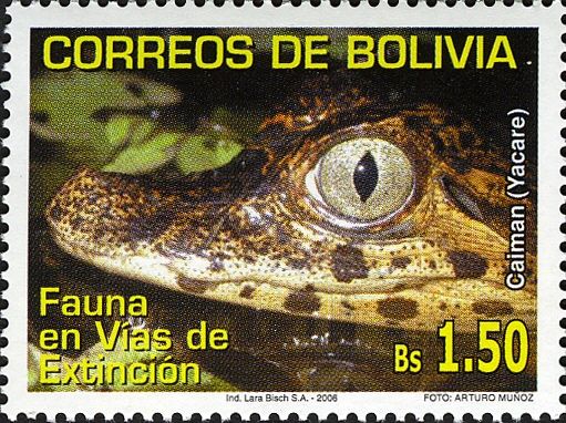 Yacare Caiman (Caiman yacare)