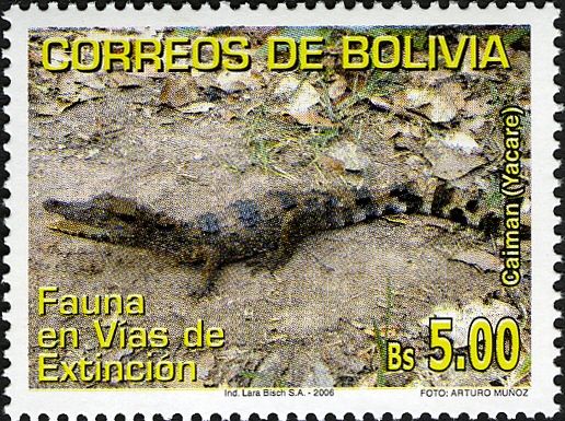 Yacare Caiman (Caiman yacare)