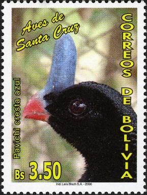 Horned Curassow (Pauxi unicornis)