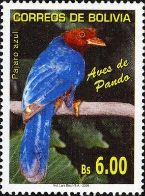 Jay bird (?Cyanocorax sp.) (see Description)